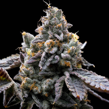 GMO Cookies Barney's Farm