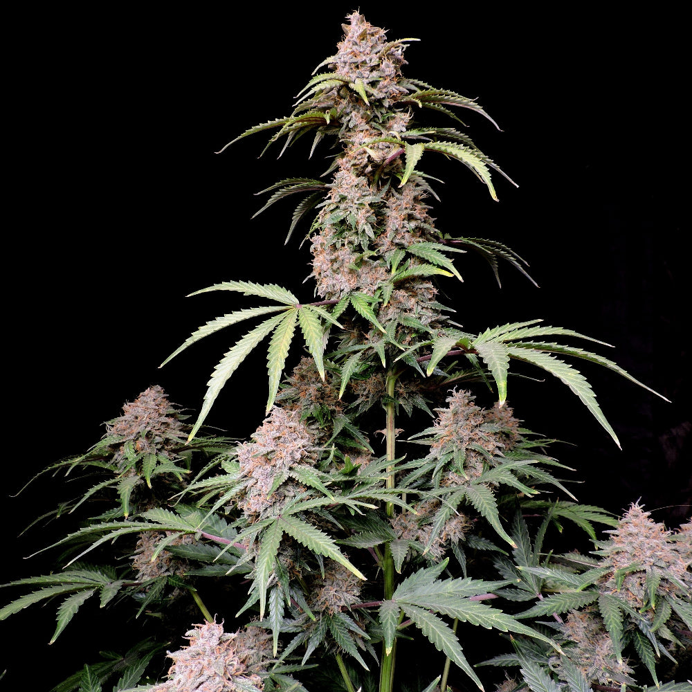 Amnesia Z Auto Fast Buds