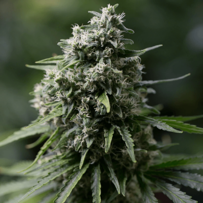Critical Critical+ 2.0 | Silent Seeds | Snabb indica-hybrid – Seeds Of Love