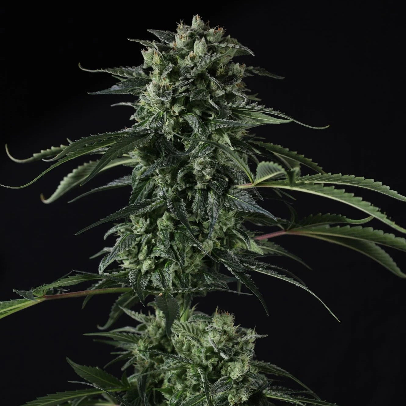 Fast Buds Banana Guava Auto