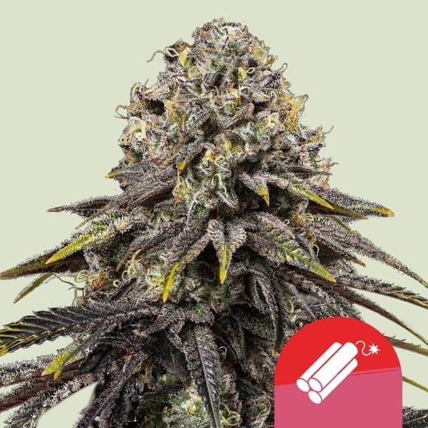 Royal Queen Seeds Dynamite Diesel