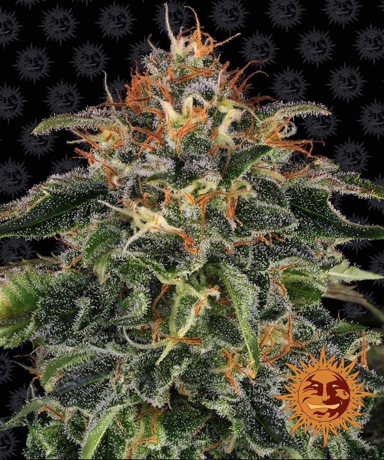 Barney's Farm Moby Dick